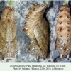 brenthis daphne daghestan pupa 2